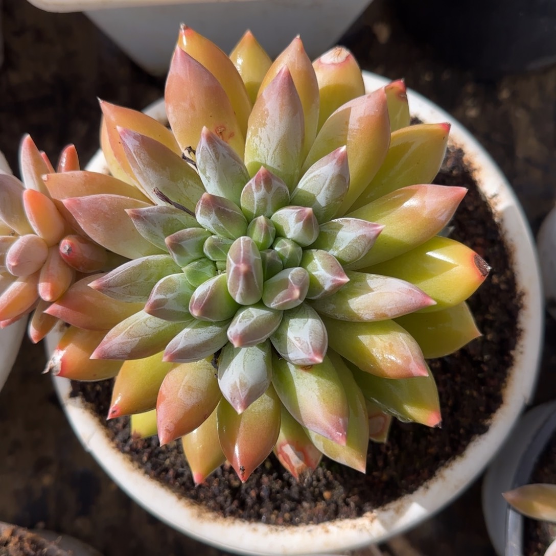 多肉植物多肉植物