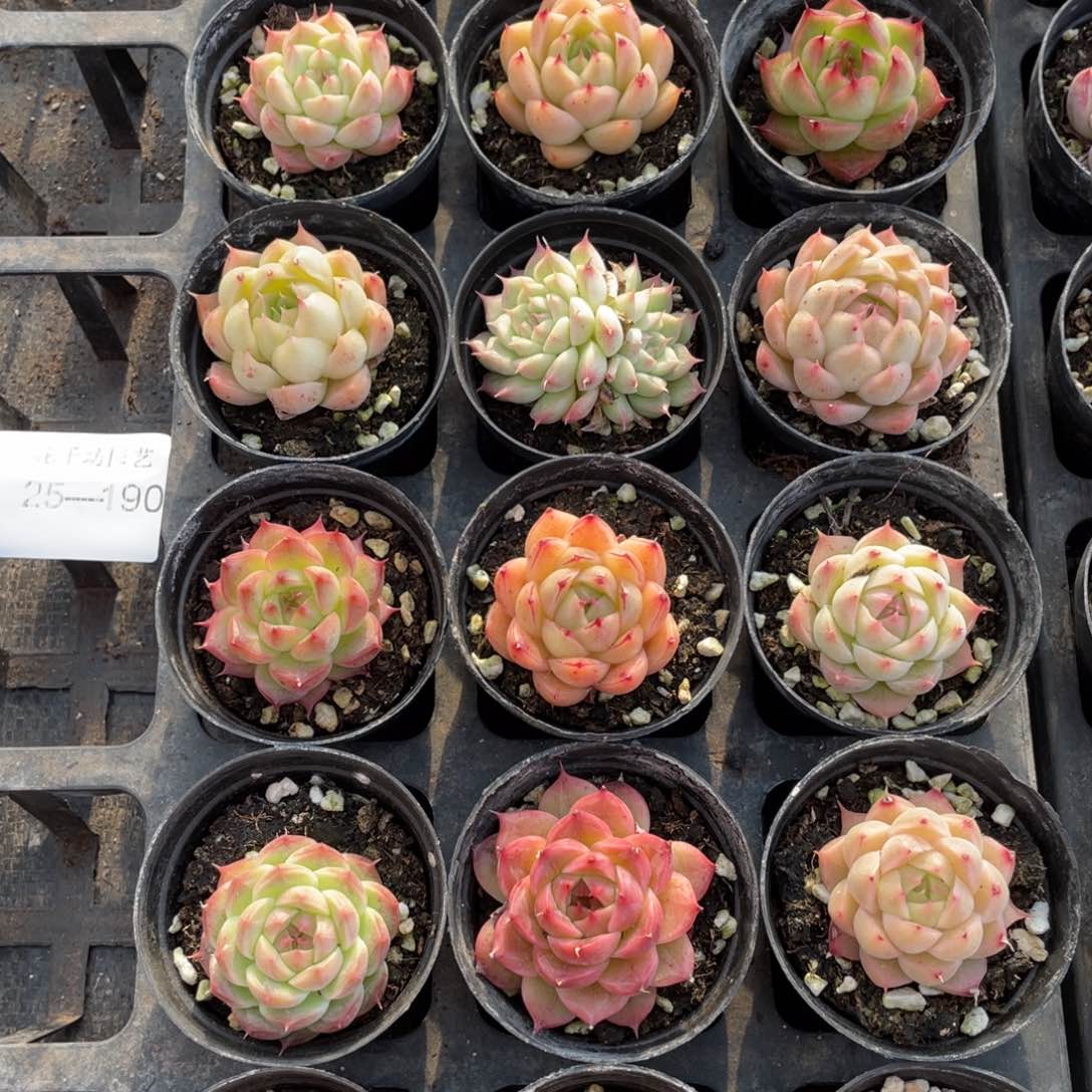 一物一拍18颗25-190