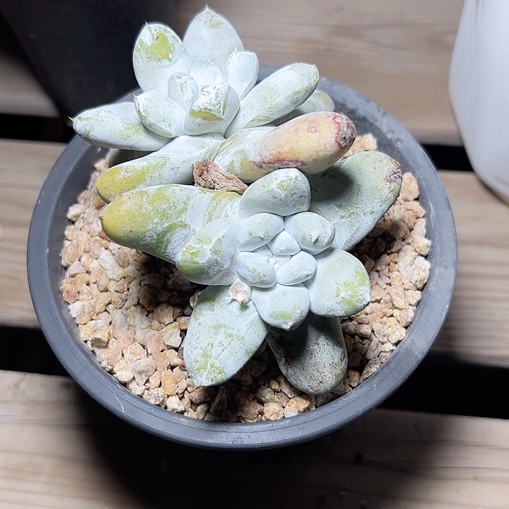 小鹿多肉一物一拍拇指