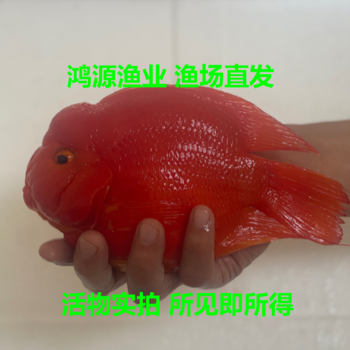 鸿源渔业 超大体型鱼客户定制专拍链接