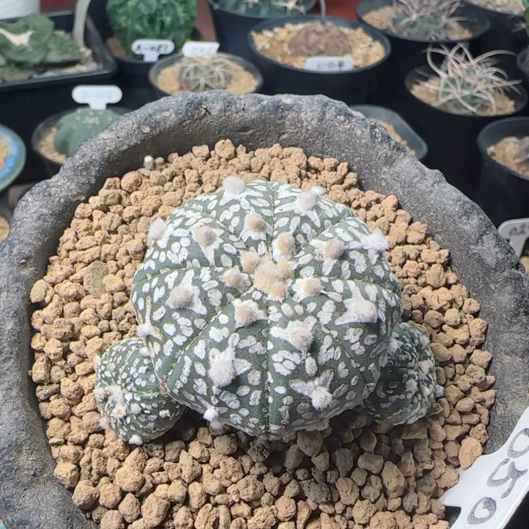 50实生v兜多肉4.3厘米