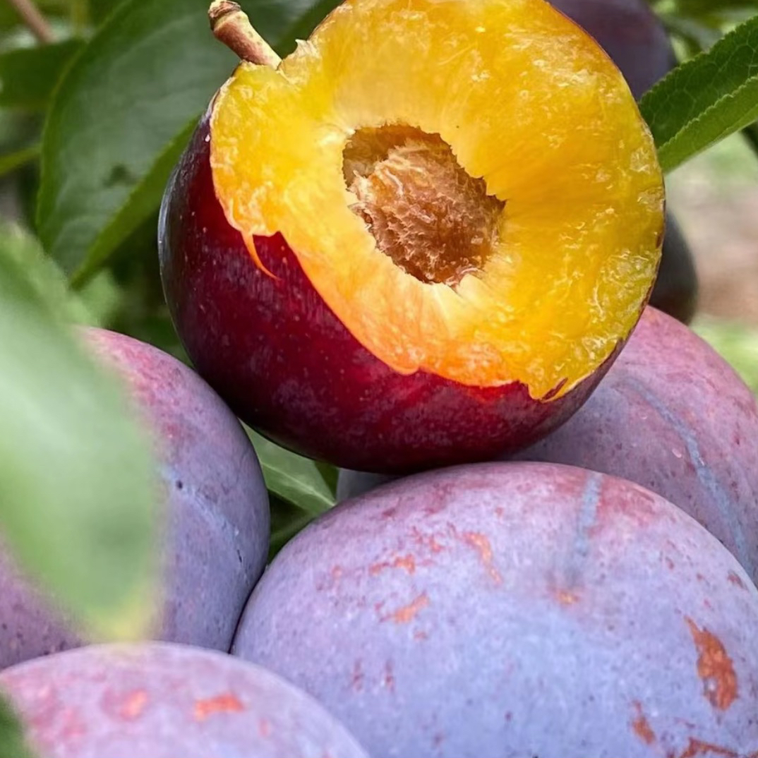 四川汶川脆甜红脆李子冰糖李脱骨李新鲜当季现摘蜂蜜李子青脆李