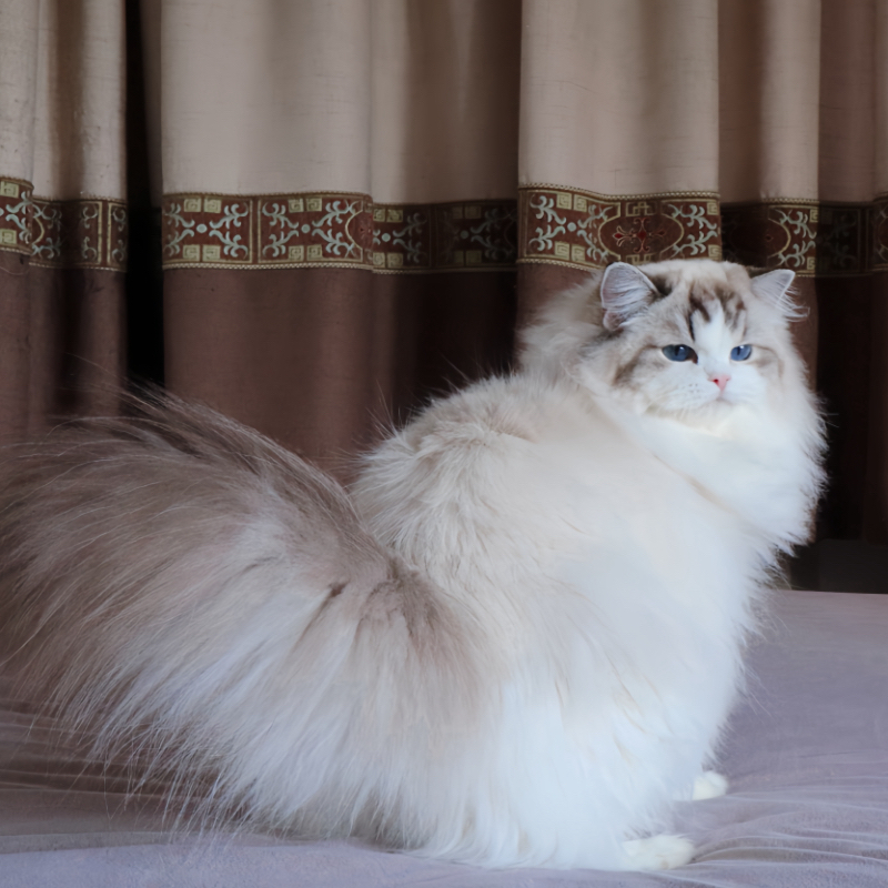 【ssc家的布偶】 活体猫猫