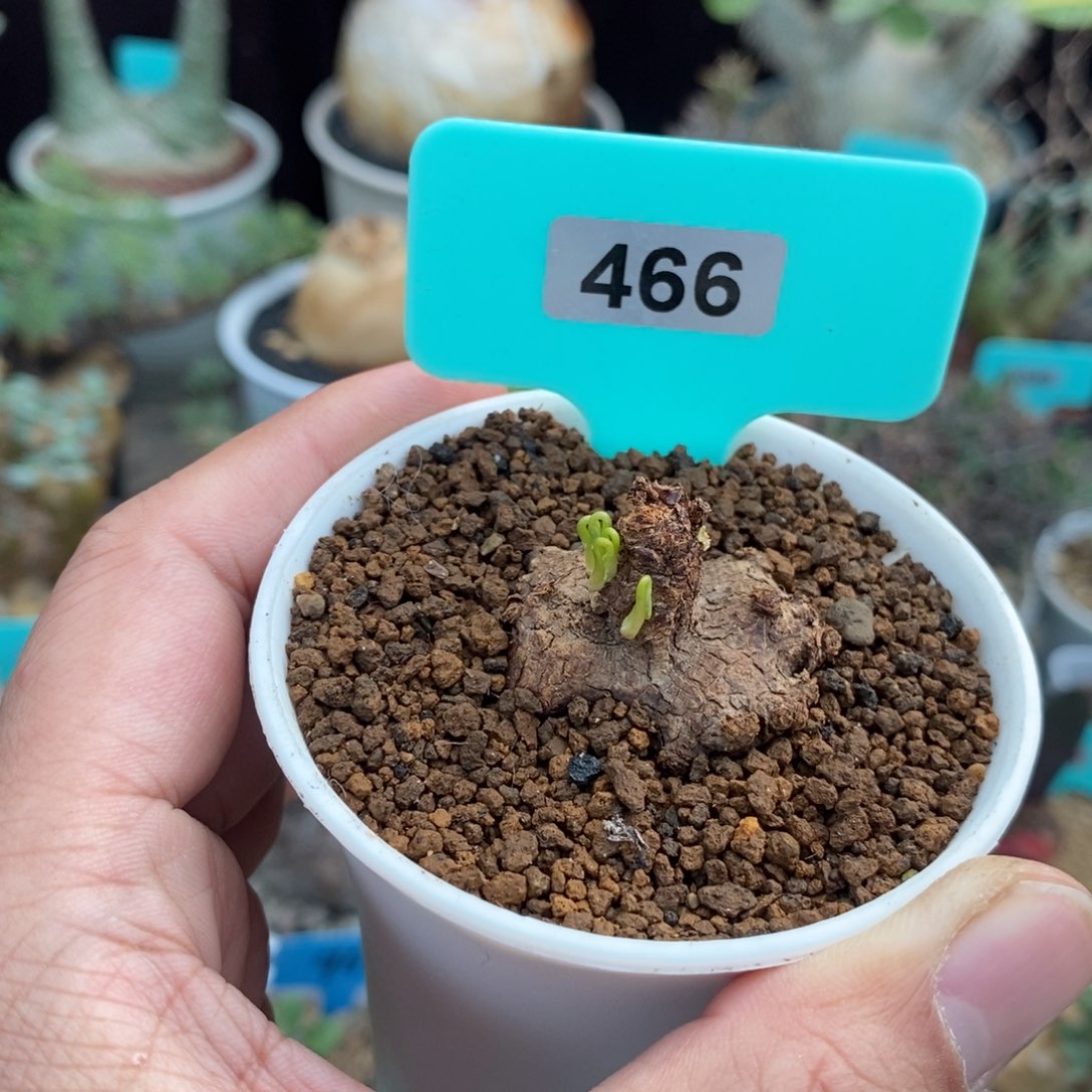 囊果草多肉植物一个多肉