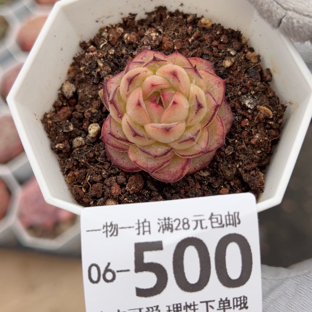 话梅多肉多肉多肉多肉