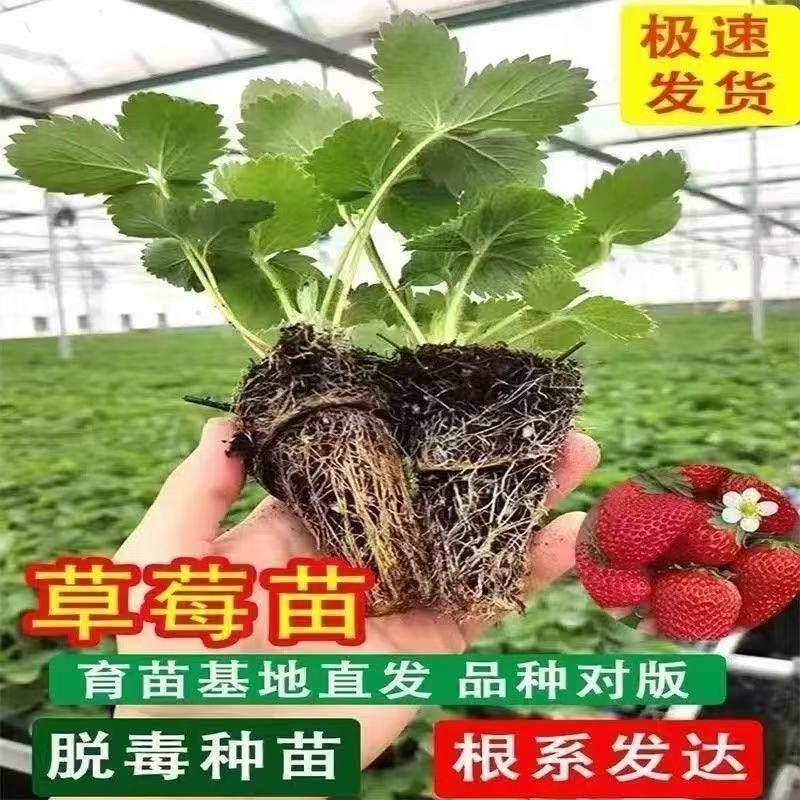 【优质穴盘苗】草莓苗四季盆栽植物食用原土阳台种植南北方当年结果