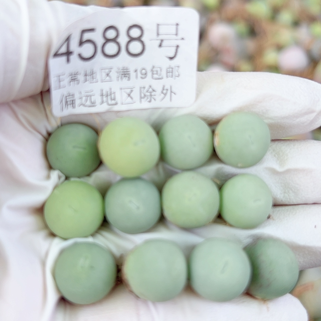 4588两年鸽子蛋12个1cm左右