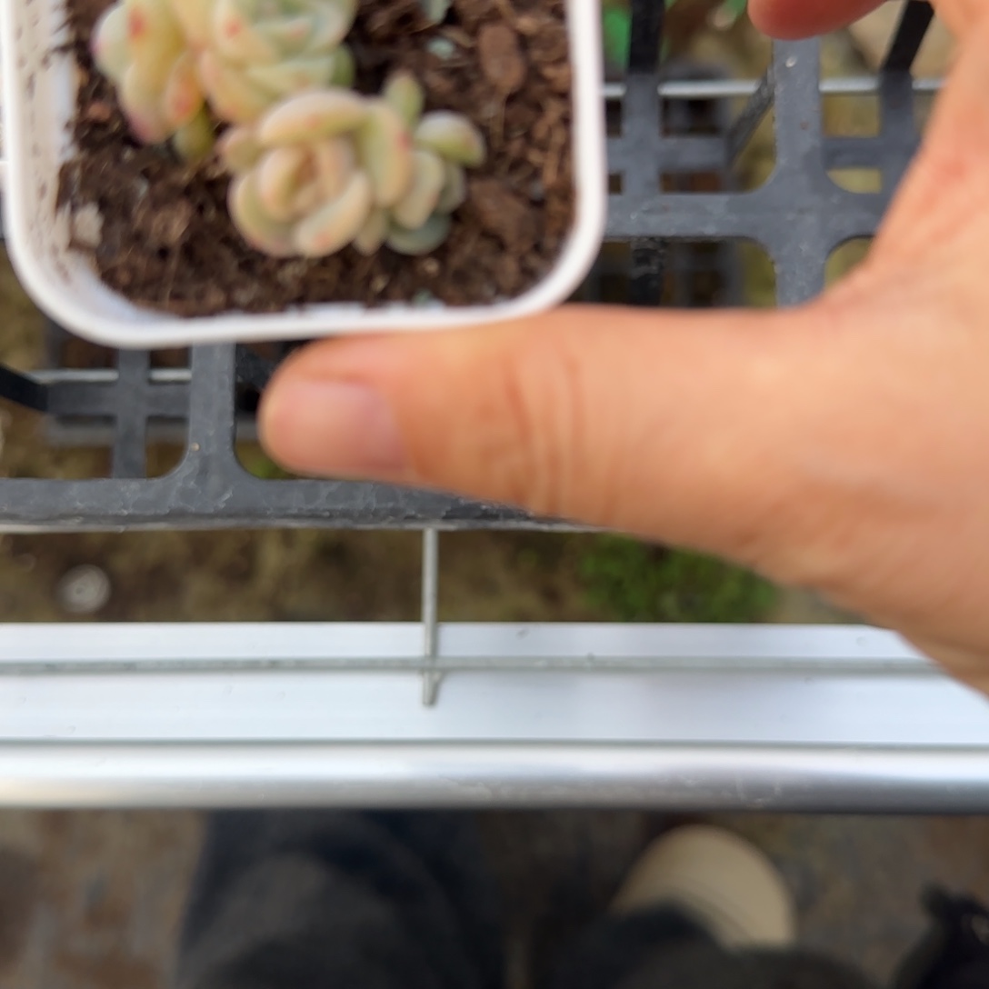 毛***羡四头奶糖盆一个1床满25包邮