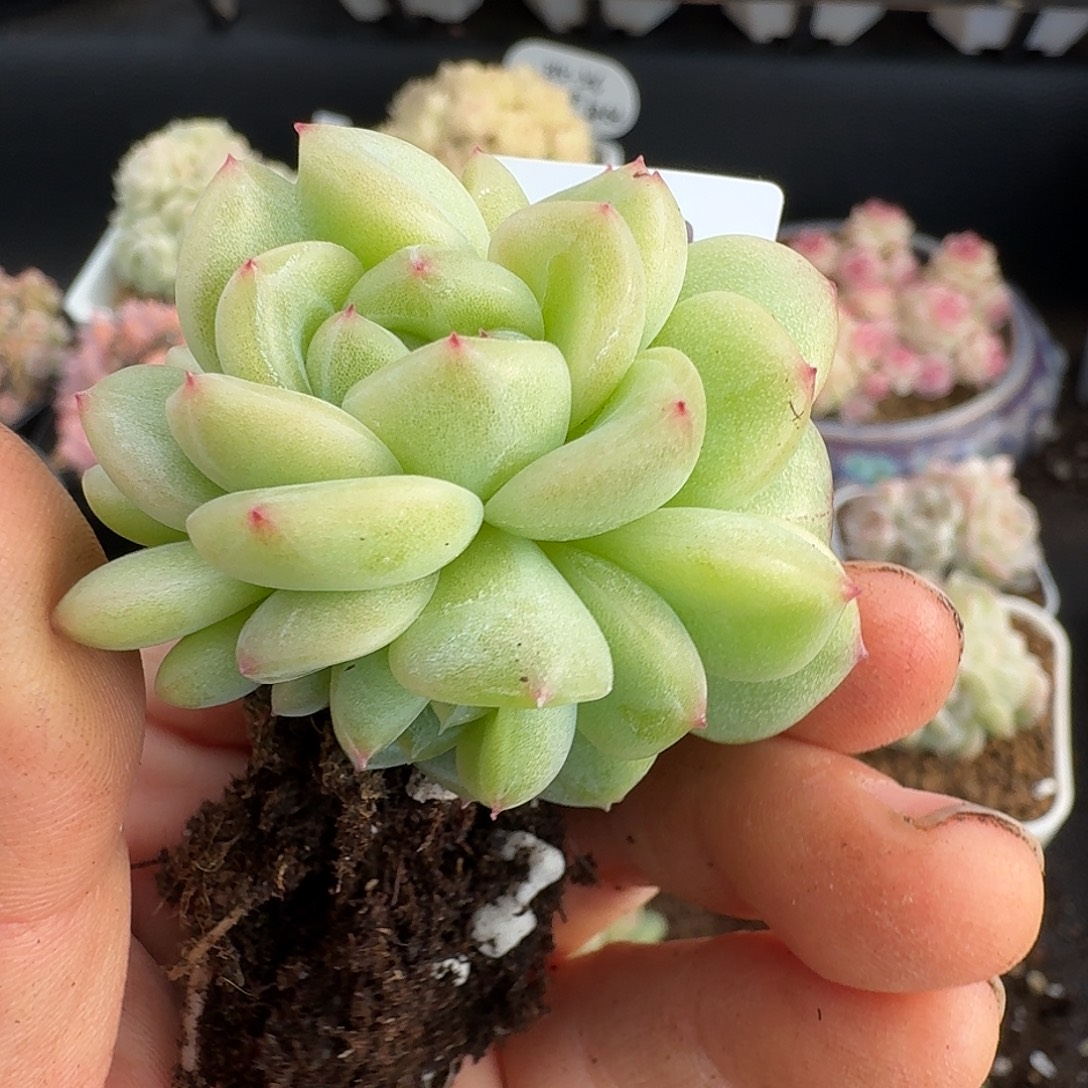 一物一拍一物一拍12-13-667