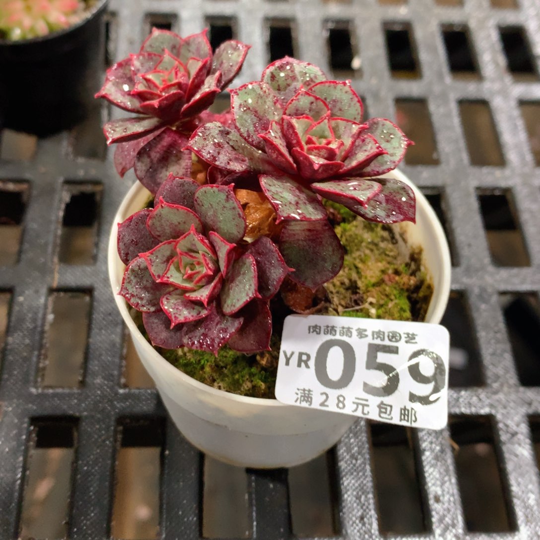 肉萌萌拇指盆精控多肉YR059