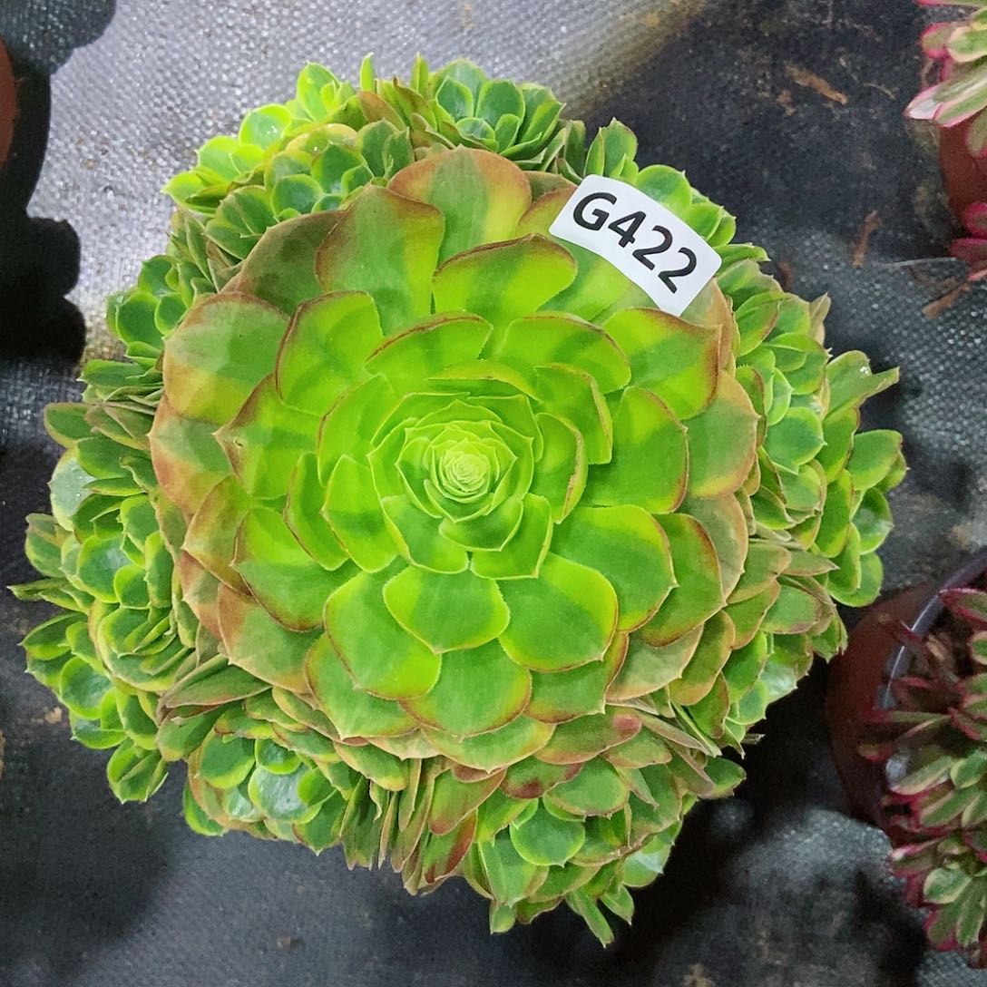 红陶422奶白3多肉