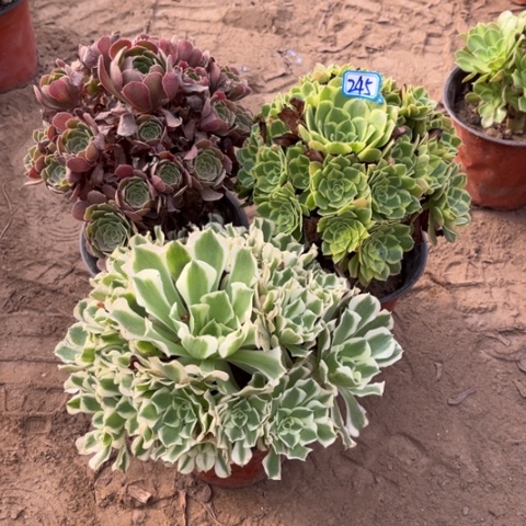 245多肉植物组合，