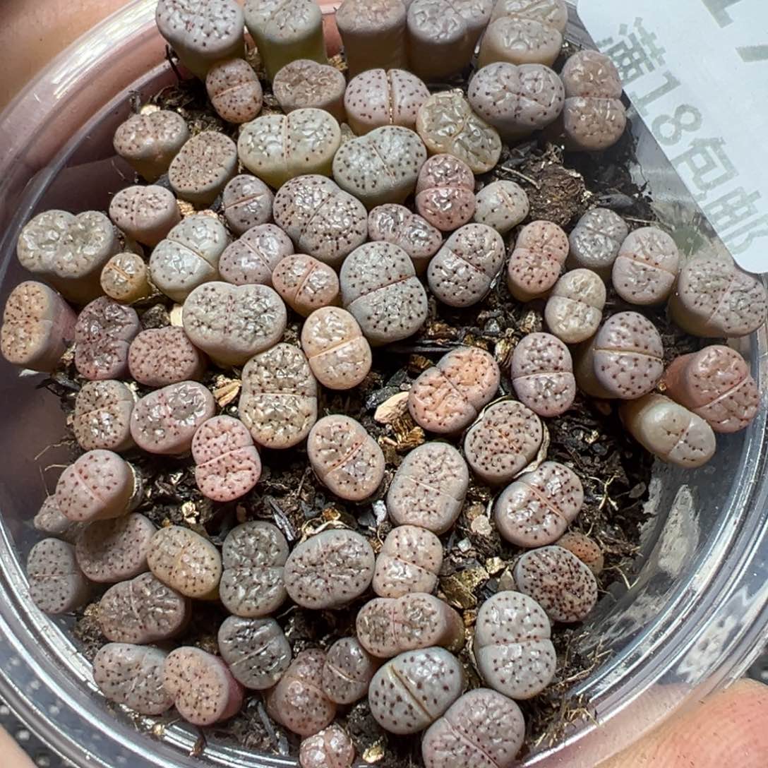 【闪购商品】172……