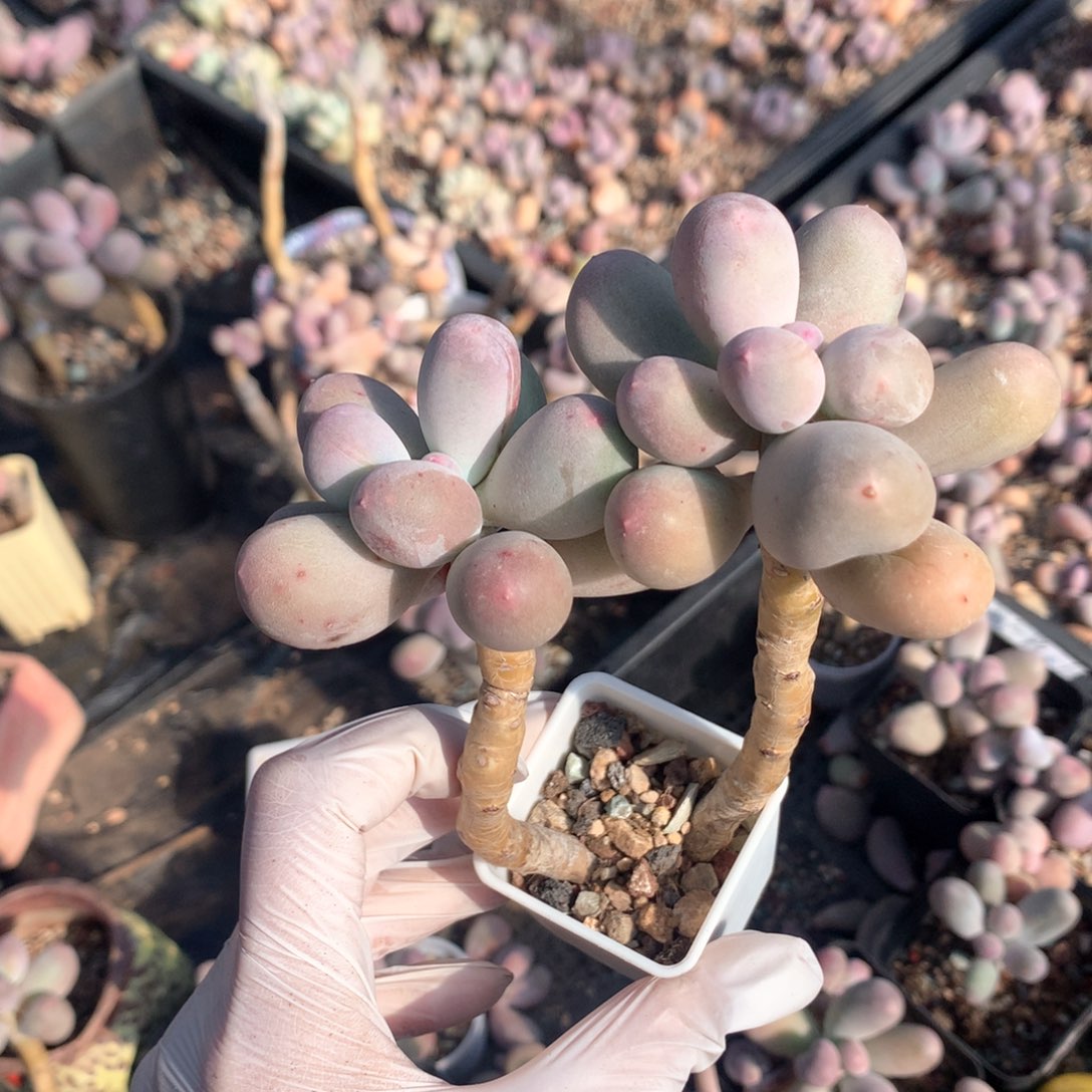 米可奶酪多肉双头。