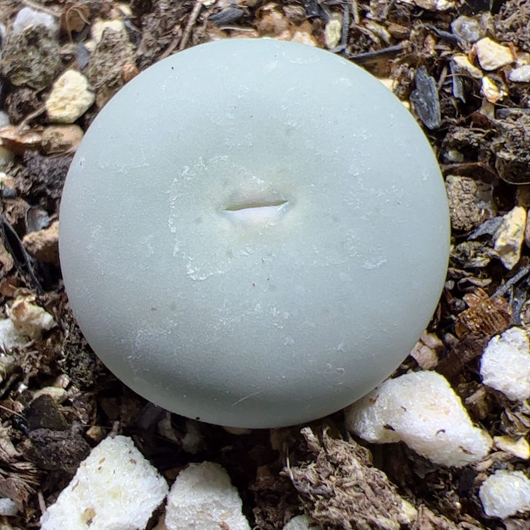 【闪购商品】307 超V嘴