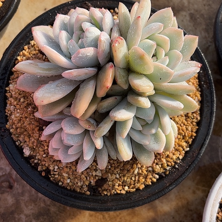 橙梦露锦 夏鸣园艺