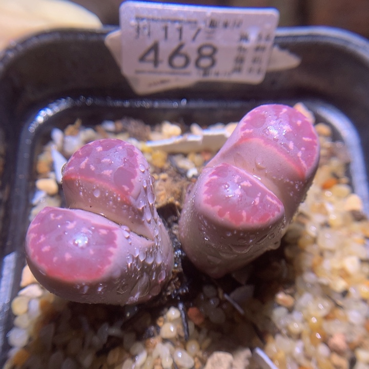 精品生石花117.468