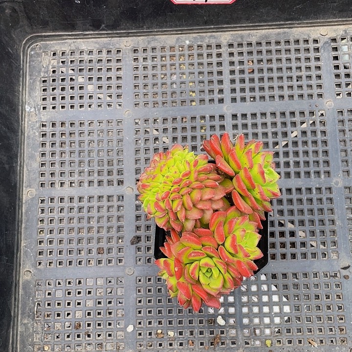 历***师14号筐带盆土发货