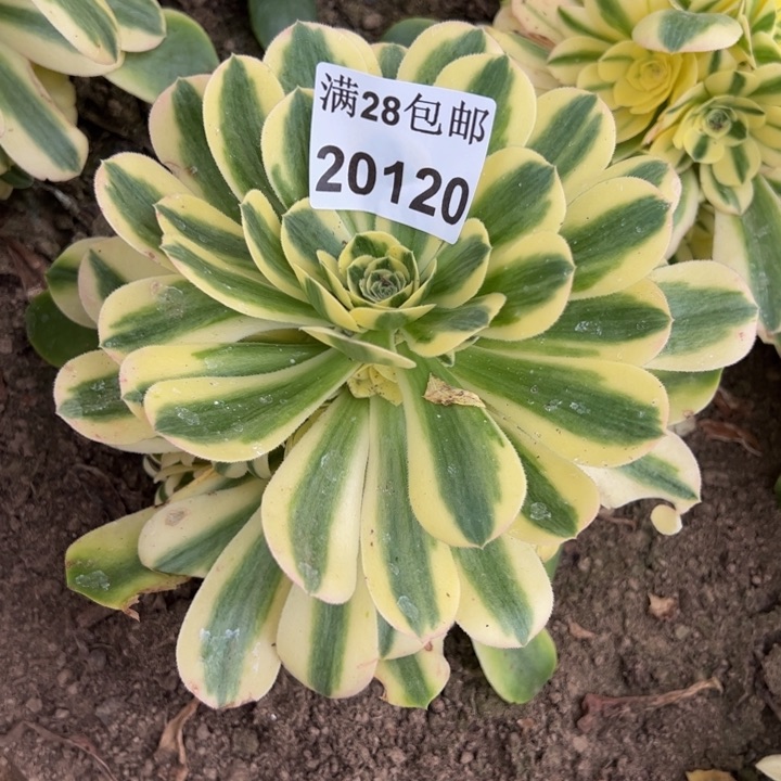 20120雪莲多肉植物