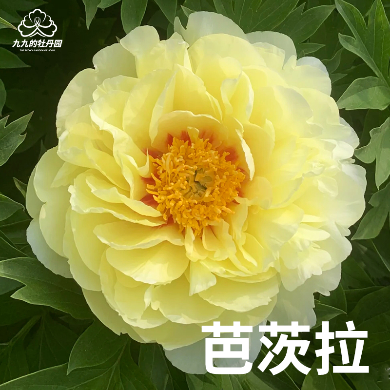 芭茨拉-正宗重瓣大芍药盆栽对版春季开花室内室外庭院阳台花卉
