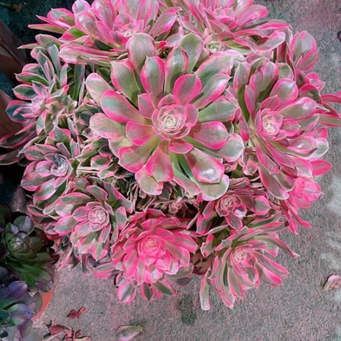 【闪购商品】法师好看也好呀，粉女郎