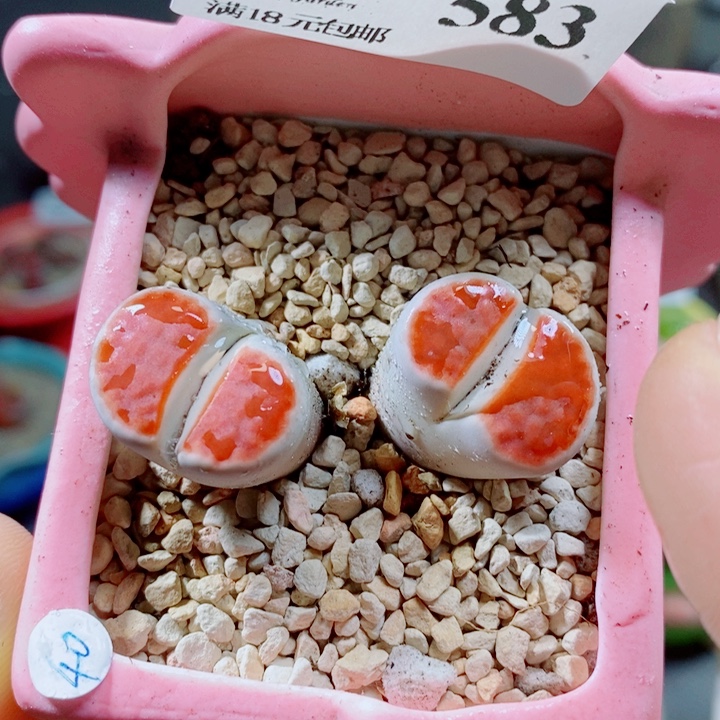 生石花花花花花花花583