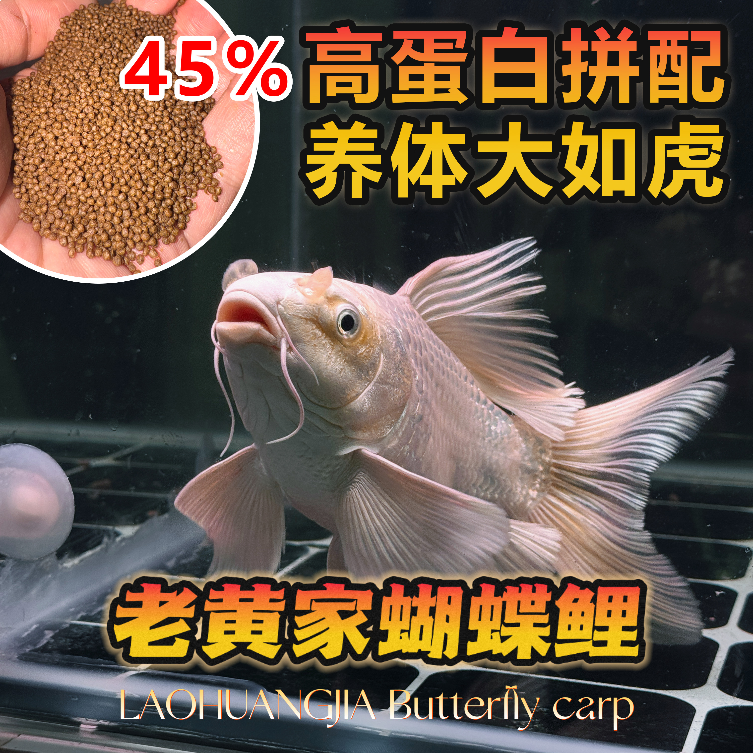 蝴蝶鲤专用增色增体高蛋白拼配上浮鱼饲料观赏鱼粮食