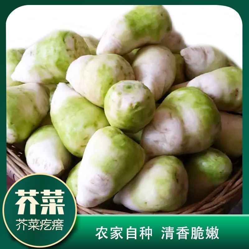 新鲜芥菜疙瘩可腌咸菜的蔬菜