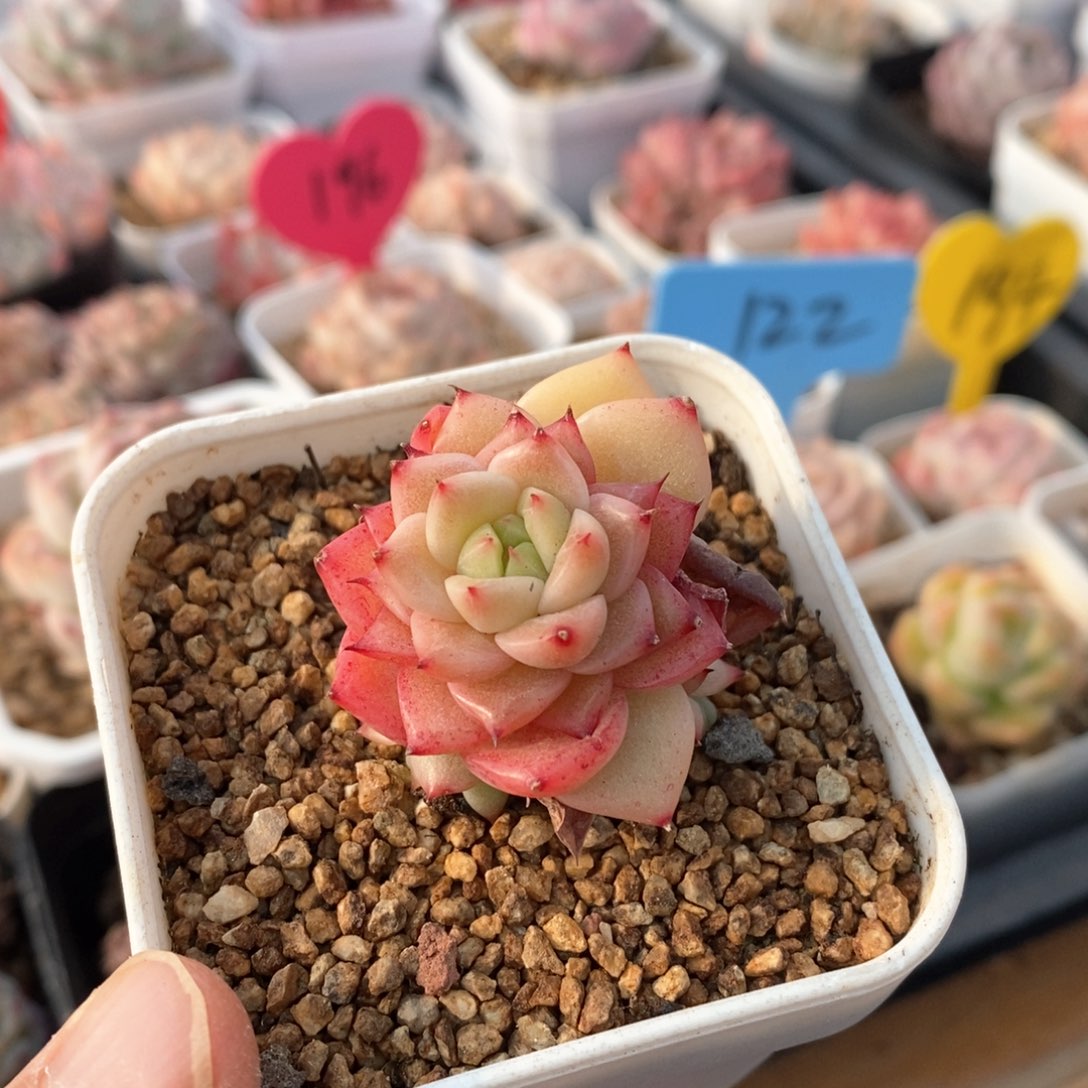 精品多肉一物一拍不包整59