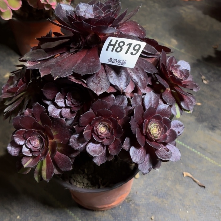 瑞妈，。。。。。819黑美人，