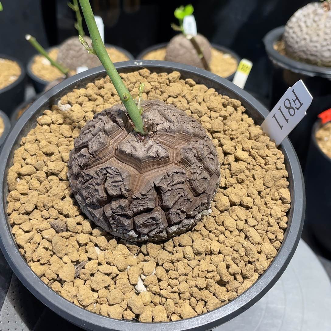 811号龟甲龙6.8公分