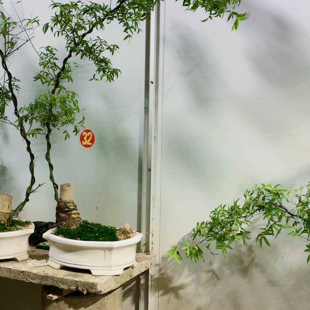 青****司小叶簕竹熟桩陶瓷盆一物一拍