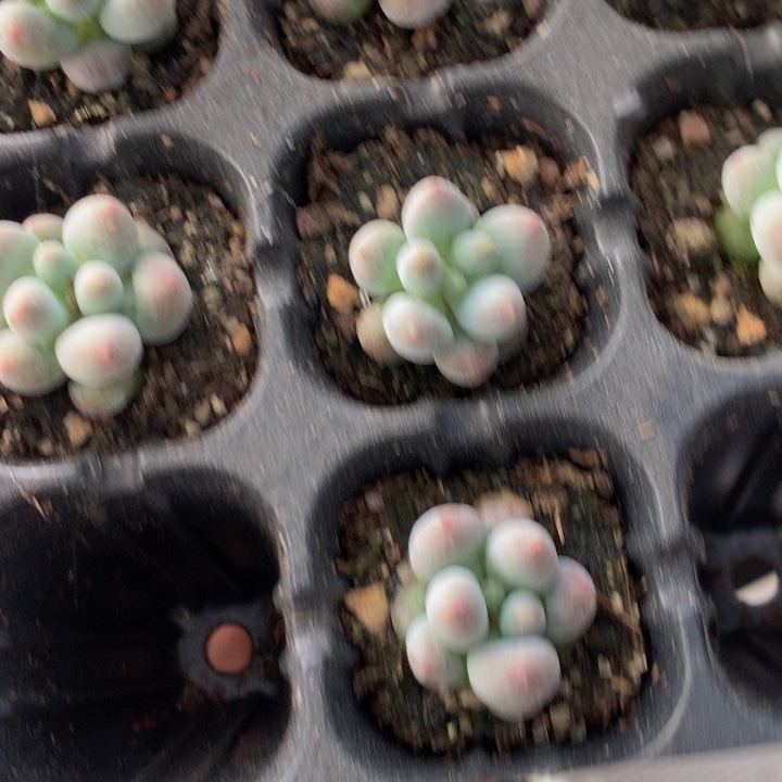 汤圆7颗  （满9.99包邮不满9.99发叶子）