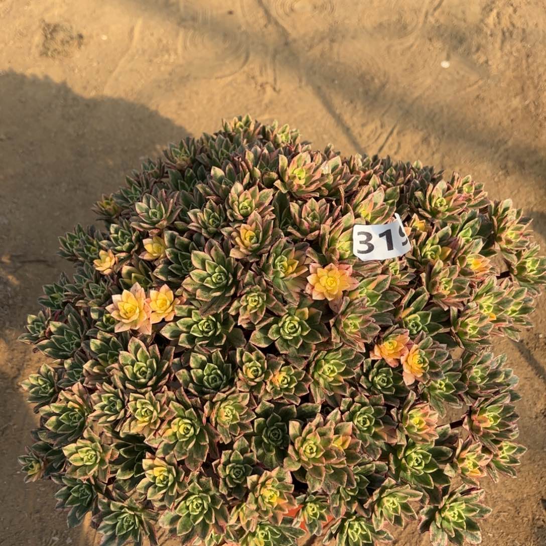 319甜茶多肉不包损