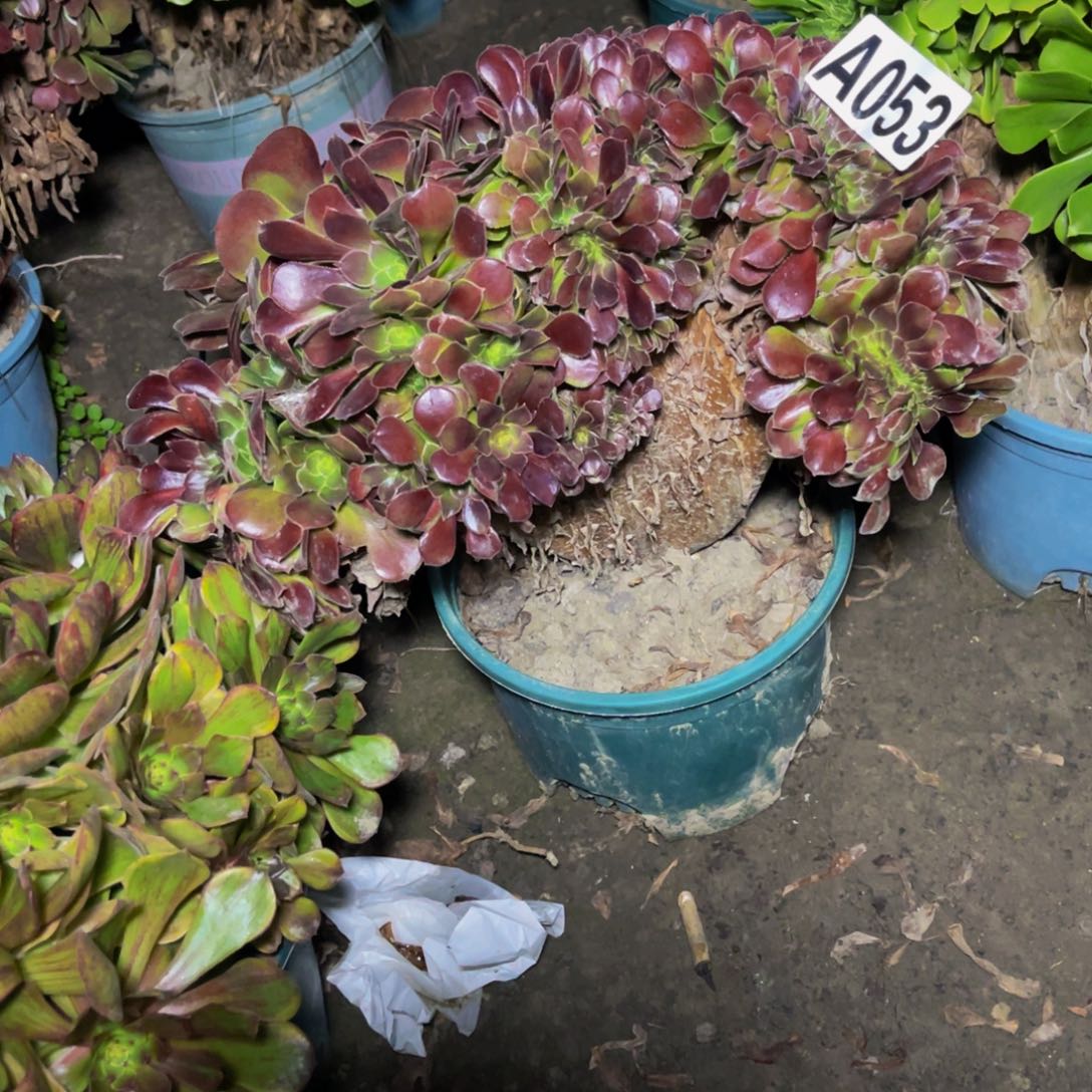 荷兰法师28//////52包邮