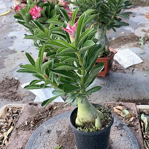 【闪购商品】无花朵如**尘