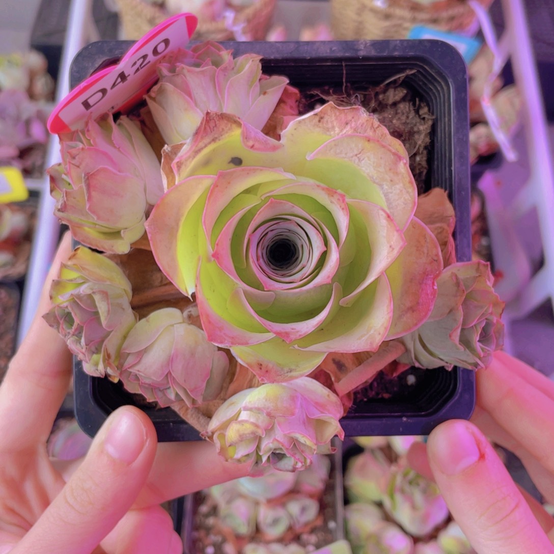 单品一物一拍420山地玫瑰