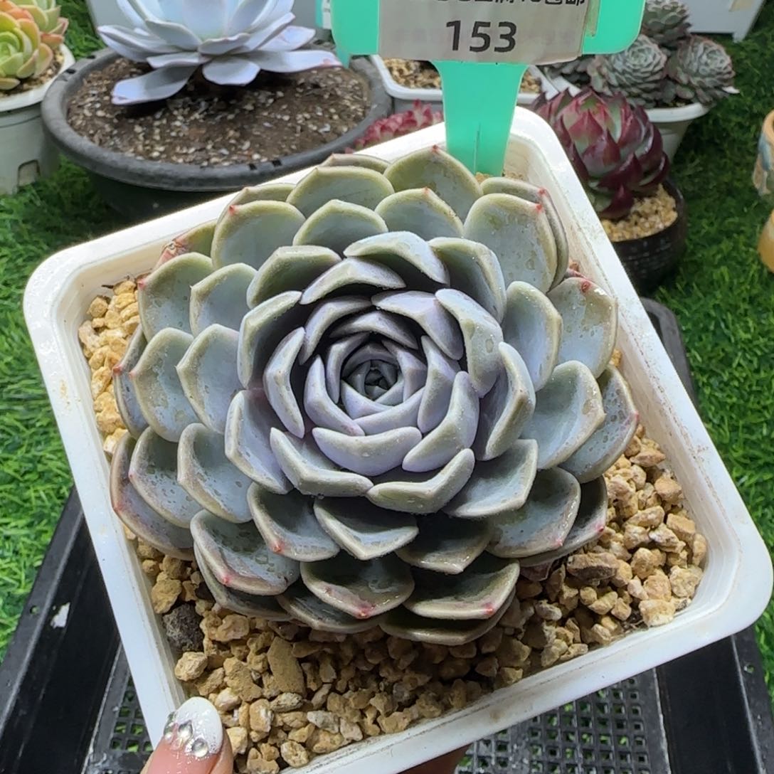 唐二姐多肉编号153