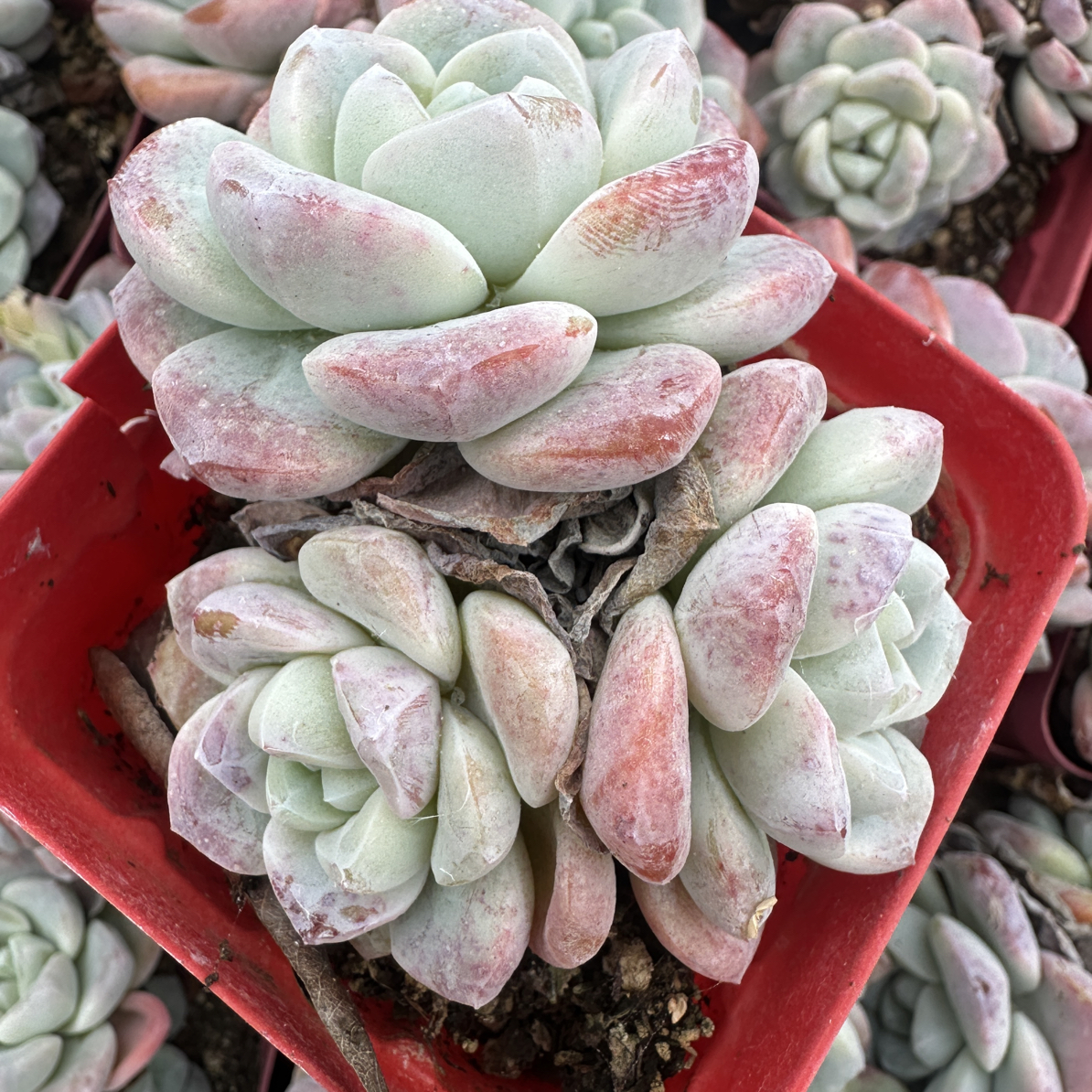 （冰玉三颗）多肉植物组合盆栽多种品种室内外好养花卉绿植