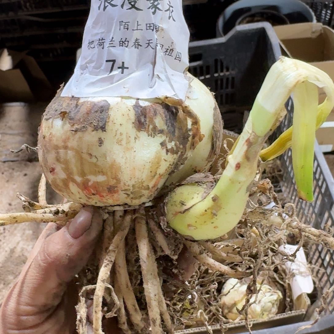 浪漫嫁衣7+开花球发发
