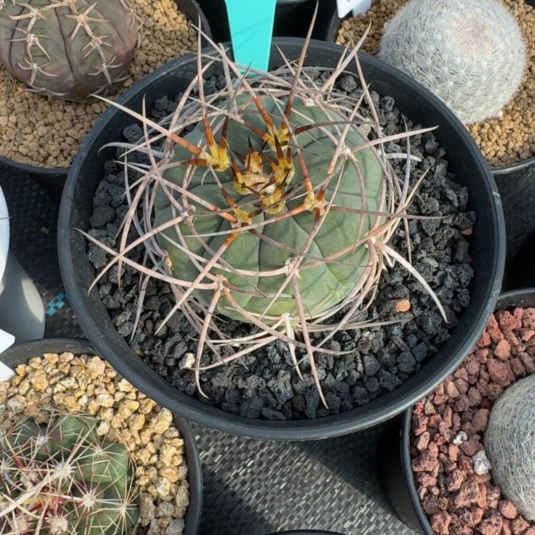 阳***阳仙人球一物一拍光琳