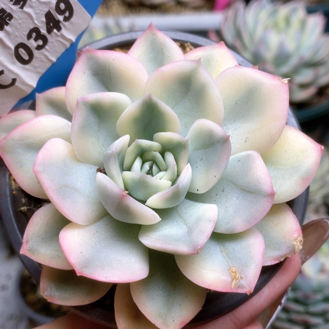 349月亮仙子锦锦锦锦锦