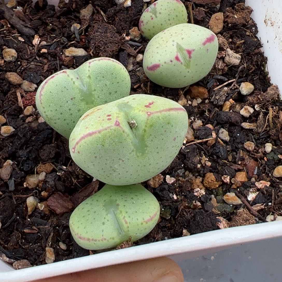 1.20好看的多肉829