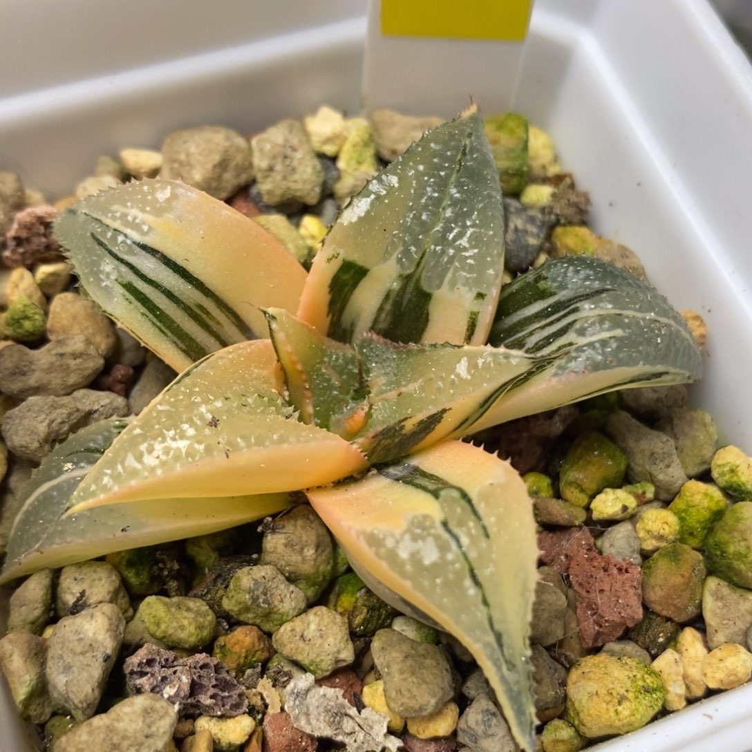 19芭提雅锦一物一拍