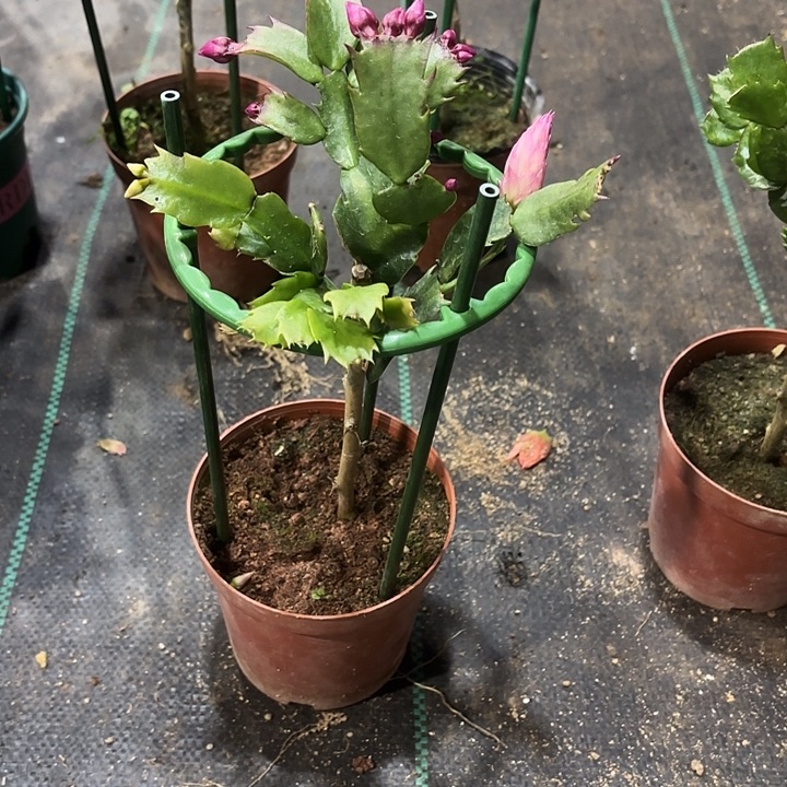 清***韵当前无花栽培后可以开花