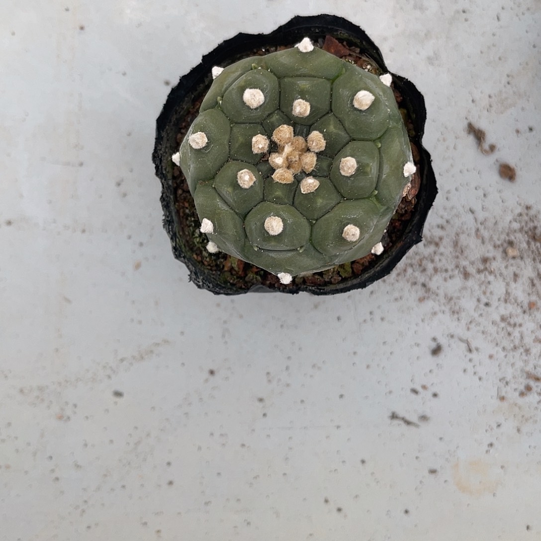 完全开放星**雨特价6 15龟甲