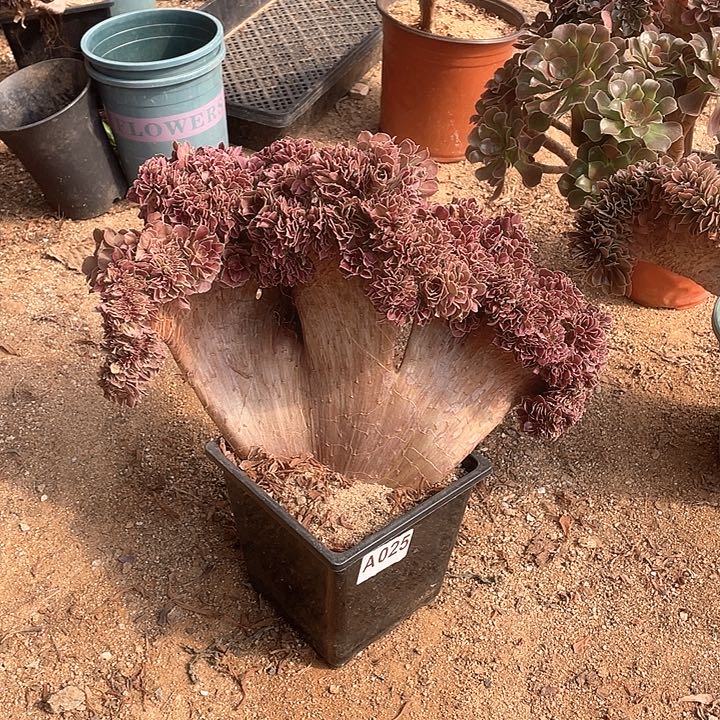 多肉植物45-1玫瑰老桩A025