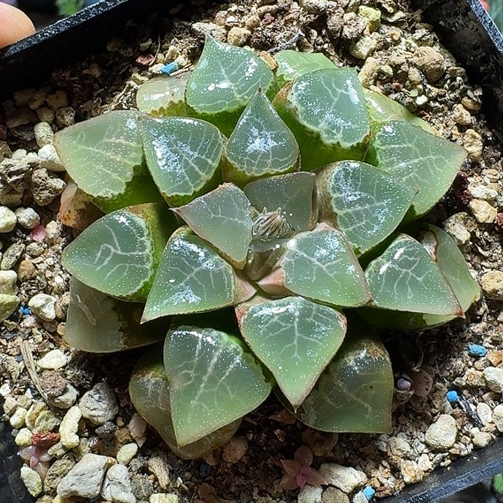 815木叶克里克特脱土发货有疤