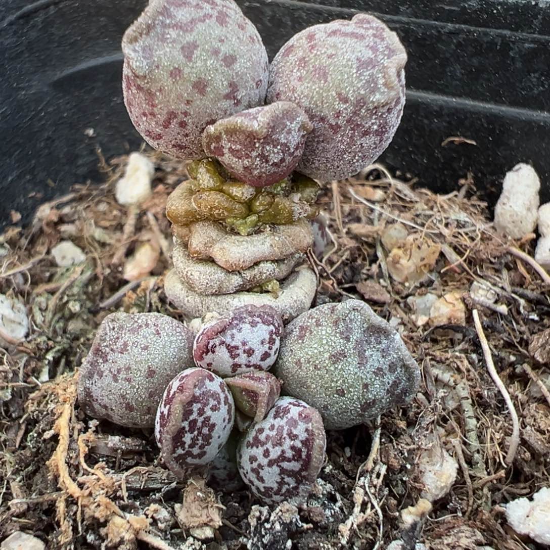 达摩海豹多肉植物水泡多肉