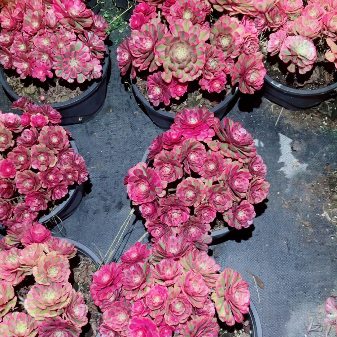 粉冠园艺粉铜壶量拍一颗